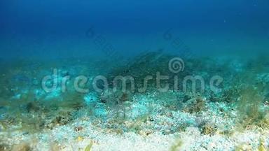 深水肺潜水，底部有云磷虾